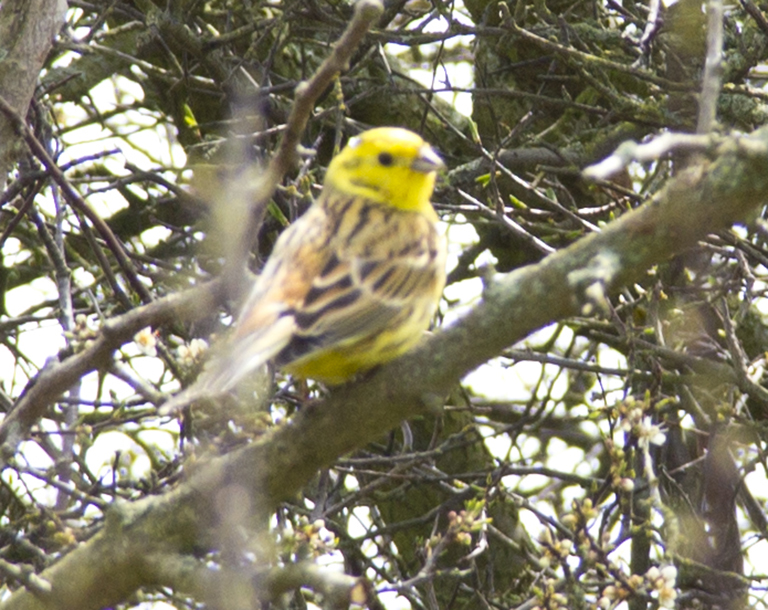 Yellowhammer2