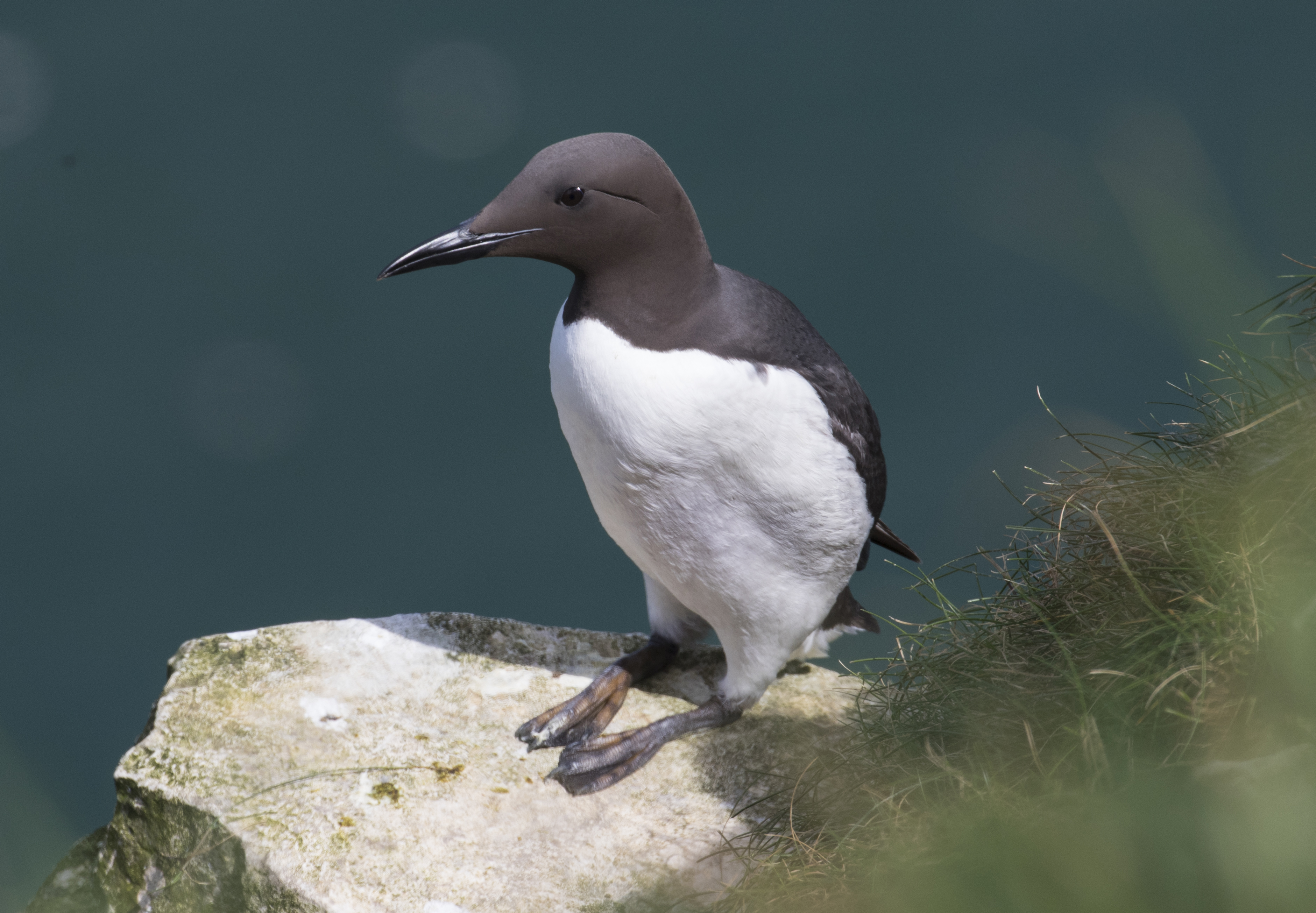 _Guillemot