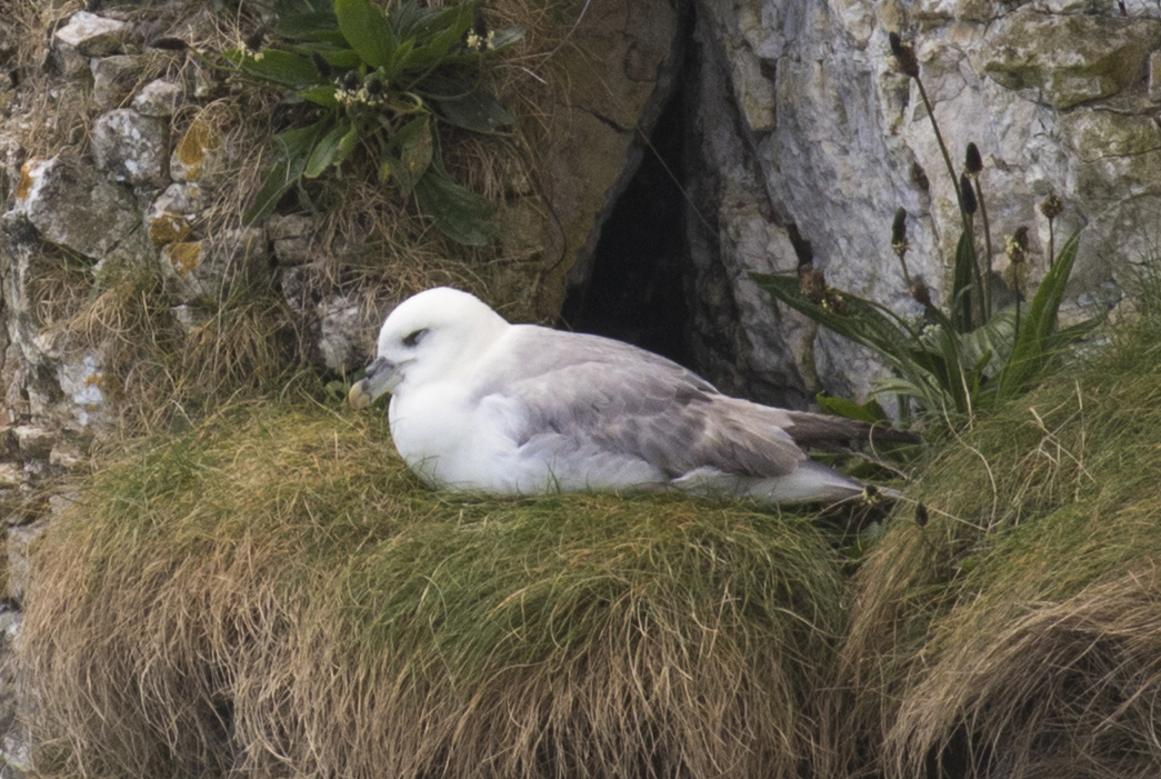 JOHN2650_Fulmar2