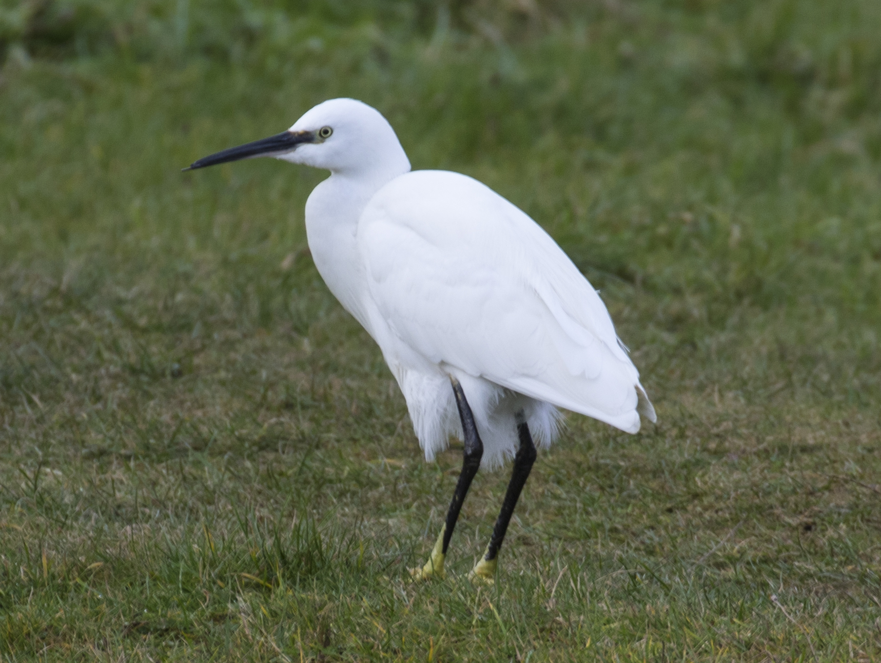 JOHN4907_Little Egret
